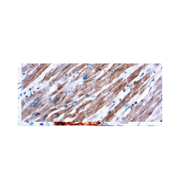 Actinin