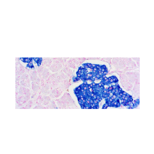 Synaptophysin (SP11)