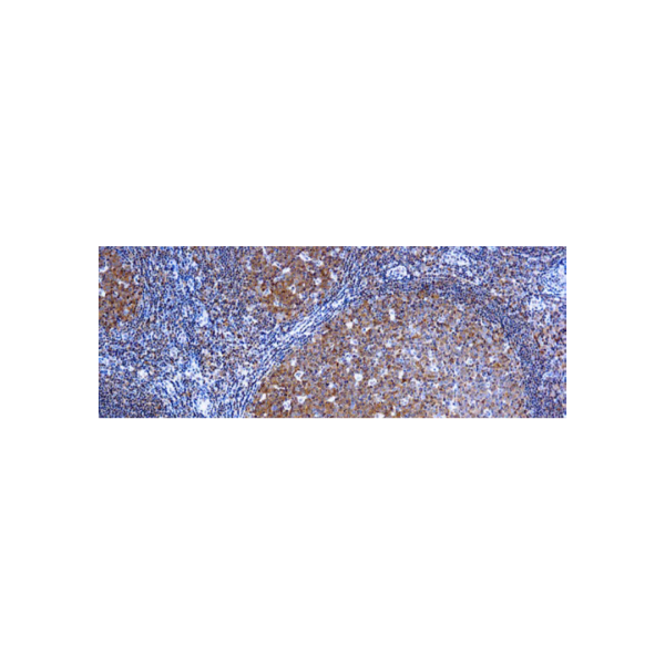 Bcl-10