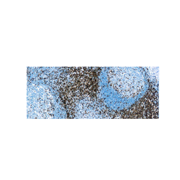 CD3 (LN10)