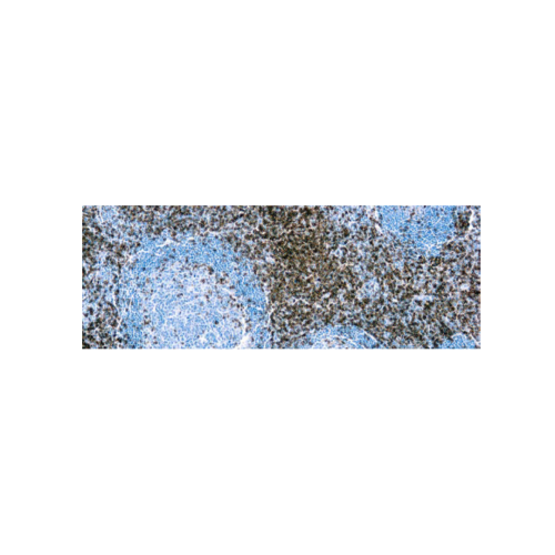 CD3 (SP7)