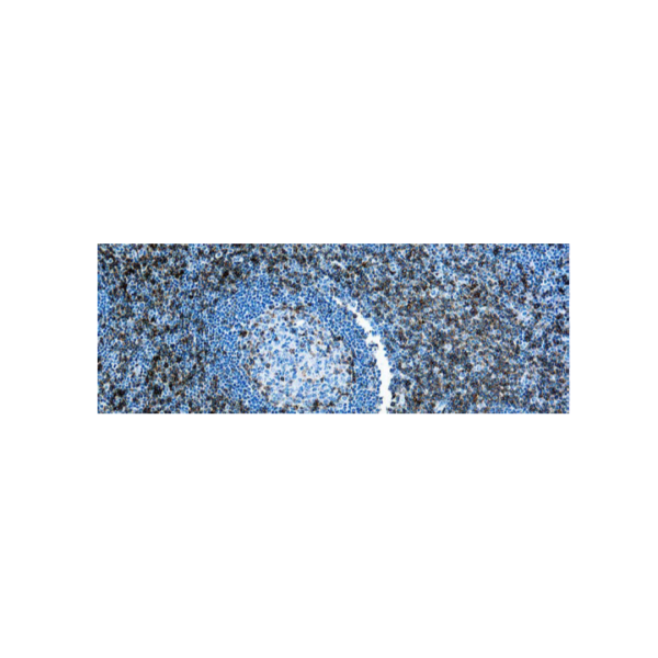 CD43, Célula T
