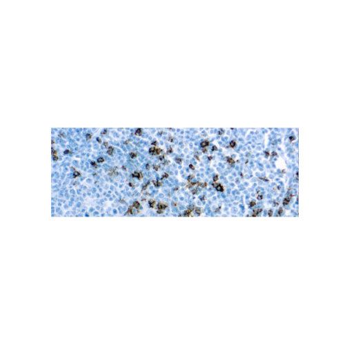 CD8 (SP16)