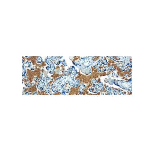 Glicoforina A