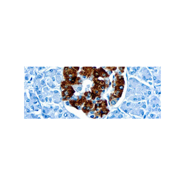Insulin (K36aC10)