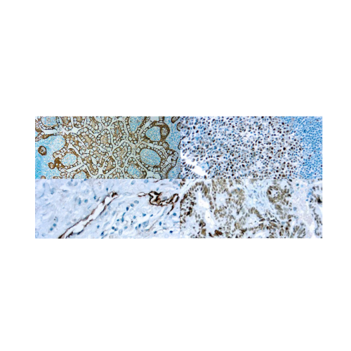 Panel gastrico
